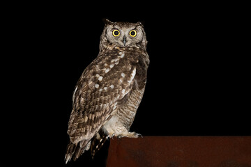 Spotted eagle owl perched on a roof against a black background, Pretoria, South Africa
