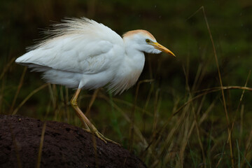Cattle egret on a termite mound, Rietvlei Nature Reserve, South Africa