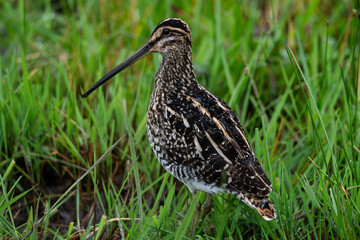 African snipe wading in a marsh, Rietvlei Nature Reserve, South Africa