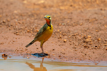 Orange-throated longclaw standing next to a puddle, Rietvlei Nature Reserve South Africa