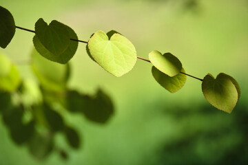 光が当たるカツラの葉 / Katsura Tree leaves in the light