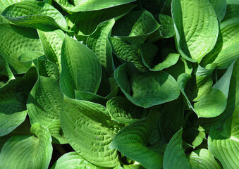 ギボウシ（ホスタ）の群生 / A cluster of plantain lily（Hosta）