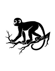 Fototapeta premium silhouette of monkey