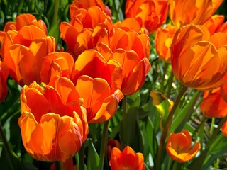 Tulips bright red orange flowers