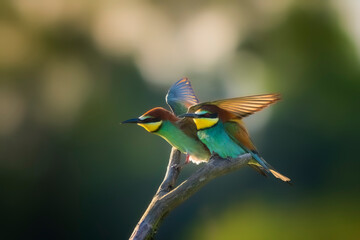 Couple of European bee-eater (Merops apiaster) on a perch at sunrise. Nature reserve of the Isonzo river mouth, Isola della Cona, Friuli Venezia Giulia, Italy. Copy space image.