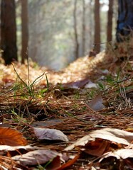 Obraz premium squirrel in the woods close-up view of grass dry pine needles and fallen leaves scattered across the forest floor,