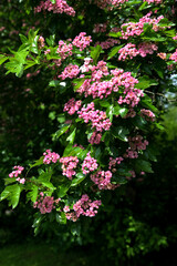 Crataegus monogyna rubra Plena is blossom in spring garden