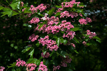 Crataegus monogyna rubra Plena is blossom in spring garden