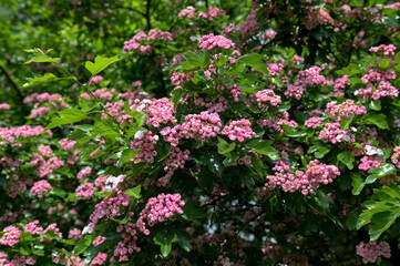 Crataegus monogyna rubra Plena is blossom in spring garden