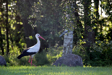 white stork in the grass