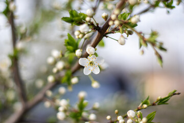 Closeup of white flower on tree branch, possibly cherry blossom