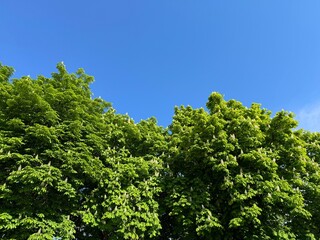 Treetop of horse chestnut trees in the park against blue sky.