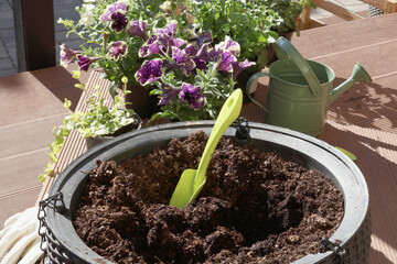Planting flowers in hanging flower bed. Petunias, surphiniums and tools. Nature, agriculture and...