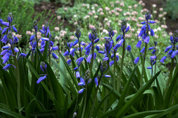 Naklejka premium Pale blue flowers of Spanish bluebell (Hyacinthoides hispanica).