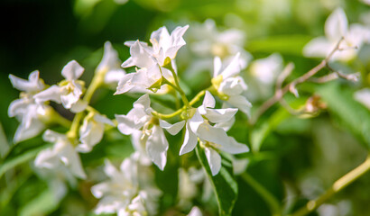 Jasmine blossom branch in the garden in spring
