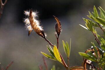 Natural green abstract background.Tree branches and leaves close up.