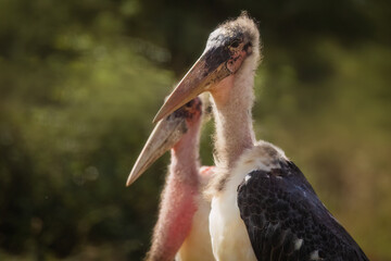 Two Marabou Storks standing together while waiting at a kill for those with sharper beaks or teeth...