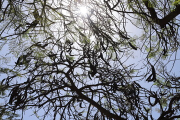 Natural green abstract background.Tree branches and leaves close up.