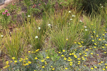 Natural green abstract background.Tree branches and leaves close up.