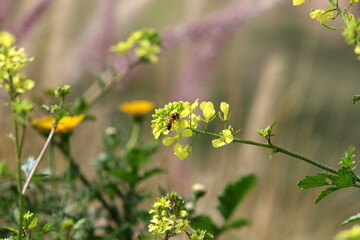 Natural green abstract background.Tree branches and leaves close up.