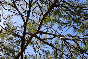 Natural green abstract background.Tree branches and leaves close up.