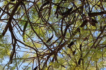 Natural green abstract background.Tree branches and leaves close up.