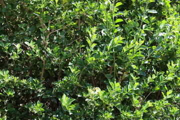 Natural green abstract background.Tree branches and leaves close up.