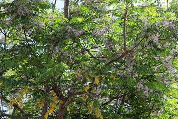 Natural green abstract background.Tree branches and leaves close up.
