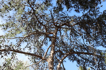 Obraz premium Natural green abstract background.Tree branches and leaves close up.