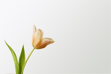 Fototapeta premium Beautiful fresh tulip flowers with leaves