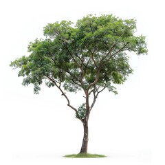 A large, single tree with green leaves isolated on a white background