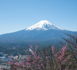 Fototapeta premium Fuji Mountain with Cherry blossom Sakura Japan in Spring
