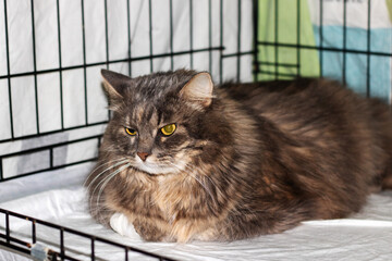 Felidae cat with whiskers and fur laying in shelter cage, looking at camera