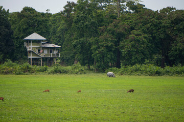 One horned Rhino with a few Spotted Deers and a forest guard watch tower in Kaziranga National Park of Assam 3 Exclusive on Adobe Stock