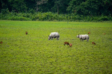 Fototapeta premium Two One horned Rhino with a few Spotted Deers in Kaziranga National Park of Assam 2 Exclusive on Adobe Stock
