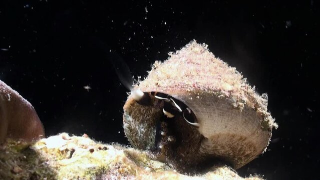 Spawning of a Top shell snail:  A cone shaped sea snail releases a cloud of sperm during night through a tube. Suddenly retracts, scared by a passing fish. Then continues to ejaculate.