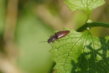 Click beetle Athous haemorrhoidalis of the family Elateridae on a leaf of garlic mustard (Alliaria petiolata). Spring, May. Dutch garden
