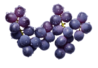 Blue wet grapes bunch isolated