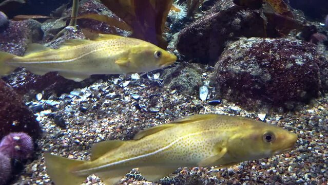 Saltwater Fish - Cod, Dorsch