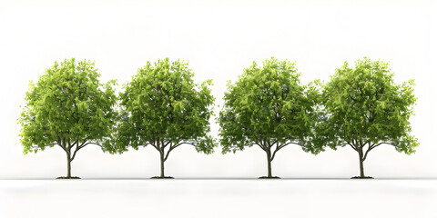 Green Tree Isolated on White Background