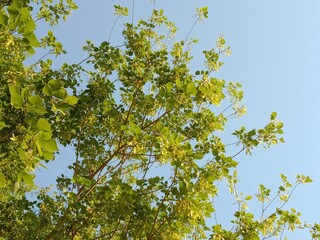 dalbergia sissoo seeds Green seeds pods of North Indian rosewood.shisham seed pods pattern background 