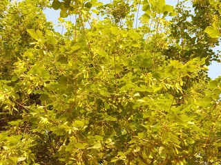 dalbergia sissoo seeds Green seeds pods of North Indian rosewood.shisham seed pods pattern background 