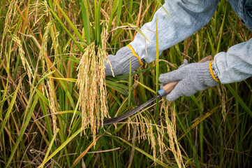 Naklejka premium Cropped shot view of local Thai farmer using a sickle for cutting rice crops in rice field.