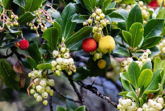 Arbutus unedo, commonly known as the strawberry tree, or chorleywood, is an evergreen shrub or small tree in the family Ericaceae, native to the Mediterranean Basin and Western Europe.
