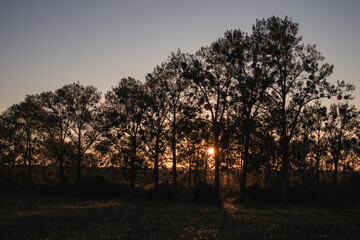Słońce zachodzące za drzewami