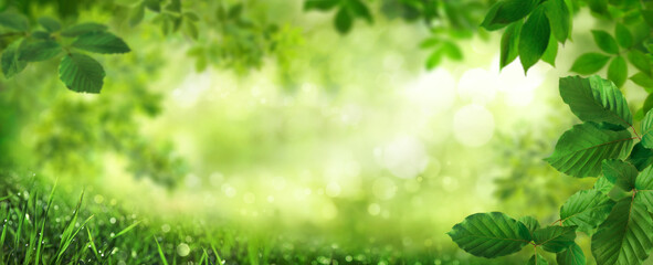 Green leaves framing a beautiful natural bokeh background in panorama format. Ideal as copy space. The beauty of nature as a graphic design concept. 