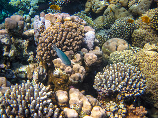 Marine inhabitants of the coral reef of the Red Sea. Undersea world