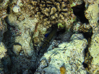 Marine inhabitants of the coral reef of the Red Sea. Undersea world