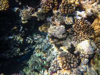 Marine inhabitants of the coral reef of the Red Sea. Undersea world