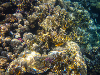 Marine inhabitants of the coral reef of the Red Sea. Undersea world